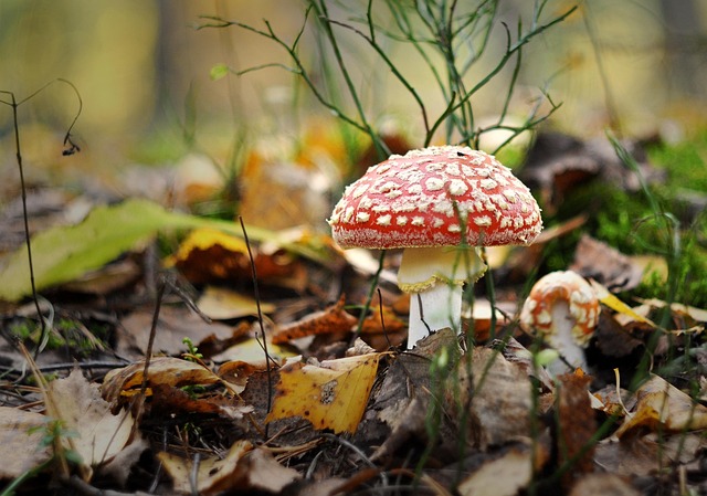 formularz kontaktowy i dokumenty rodo obok rośliny